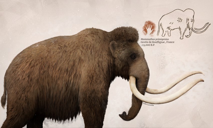 ambiguous_gender brown_body brown_fur cave_painting feral fur proboscis_(anatomy) quadruped scientific_name solo tail tail_tuft trunk_(anatomy) tuft tusks julio_lacerda elephantid mammal mammoth prehistoric_species proboscidean woolly_mammoth 2023 ancient_art hi_res inspired_by_formal_art reference_image