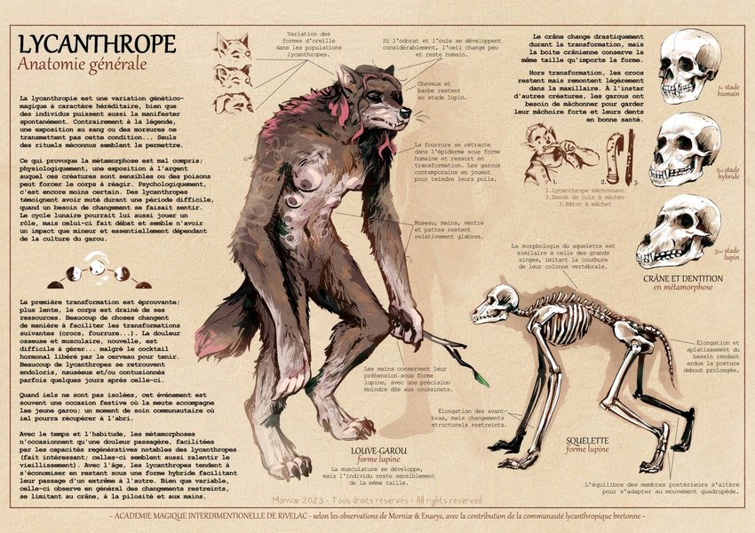 anatomy anatomy_chart anthro bite_mark biting_object bone branch breasts brown_body brown_fur chart clothed clothing featureless_crotch female feral full_moon fur growth hair highlights_(coloring) moon multi_breast multi_nipple naturally_censored nipples nude open_mouth sharp_teeth skeleton skull snout snout_growth solo teeth text toony transformation whiskers mornia mythology canid canine human mammal mythological_canine mythological_creature werecanid werecanine werecreature werewolf french_text model_sheet