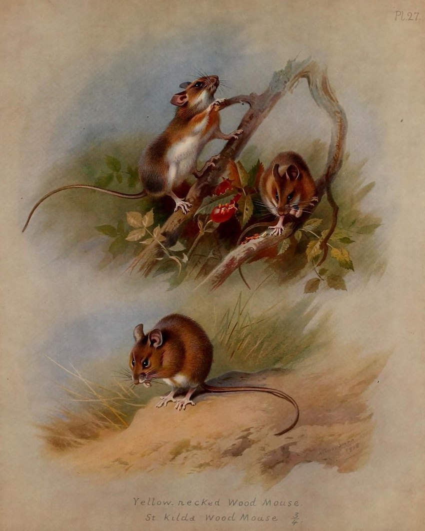 5_toes ambiguous_gender belly brown_body brown_fur climbing duo feet feral fur grass hairless_tail nude outside plant quadruped solo text toes whiskers white_belly archibald_thorburn public_domain apodemin mammal murid murine rodent yellow-necked_mouse 1918 20th_century 4:5 ancient_art biological_illustration english_text hi_res multiple_images signature technical_illustration traditional_media_(artwork) zoological_illustration