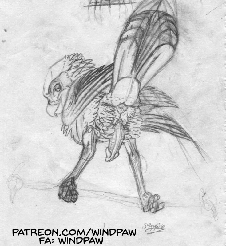 animal_genitalia anus avian_butt erection feral genital_slit genitals looking_at_viewer looking_back low-angle_view male nude penis presenting raised_tail rear_view solo tail text windpaw timothy_(windpaw) avian bird shrike 2016 monochrome sketch url