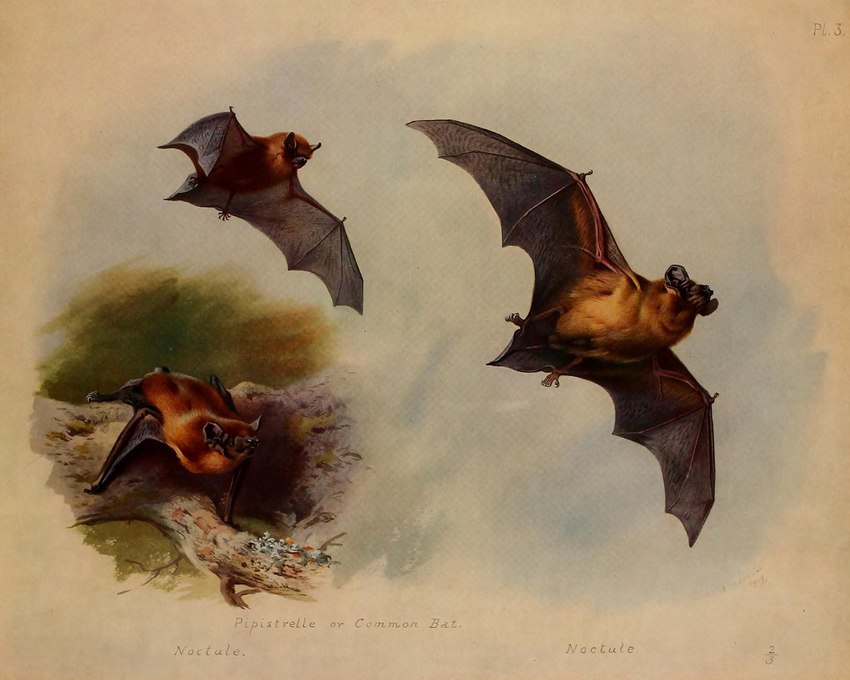 ambiguous_gender brown_body brown_fur feral flying fur group membrane_(anatomy) membranous_wings nude text wings archibald_thorburn public_domain bat common_noctule mammal microbat vesper_bat yangochiropteran 1919 20th_century 5:4 ancient_art biological_illustration english_text hi_res signature species_name technical_illustration traditional_media_(artwork) zoological_illustration