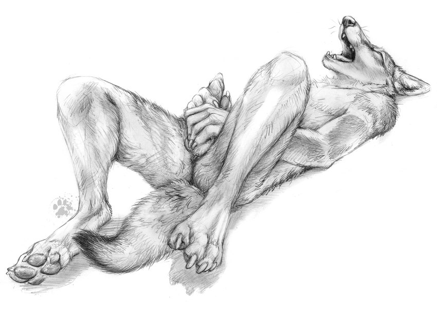 4_toes animal_genitalia animal_penis anthro canine_genitalia canine_penis claws digitigrade feet genitals hindpaw looking_pleasured lying male masturbation on_back pawpads paws penis solo toe_claws toes blotch canid canine canis coyote mammal 2012 monochrome