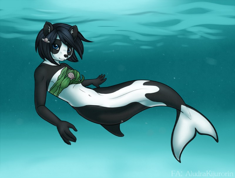 anthro bandeau black_ears black_hair blue_eyes bottomless breasts clothed clothing female hair looking_at_viewer seashell shell split_form topwear underwater water aludrakijurorin bear cetacean dolphin giant_panda mammal marine merfolk oceanic_dolphin orca toothed_whale