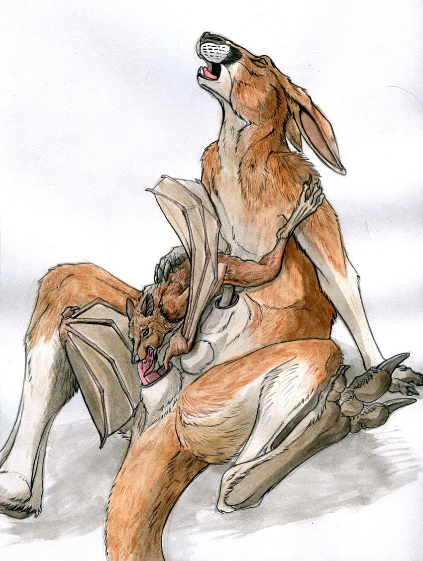 anatomically_correct anatomically_correct_genitalia animal_genitalia animal_penis balls balls_above_penis brown_body brown_fur claws cloaca duo eyes_closed fellatio feral feral_on_feral fur genitals looking_pleasured male male/male male_penetrated male_penetrating male_penetrating_male marsupial_penis navel open_mouth oral pawpads penetration penile penis pink_sheath_slit pouch_(anatomy) pouch_penetration pouch_play sex sheath_slit simple_background sitting size_difference spread_legs spreading tan_body tan_fur teeth toe_claws tongue tugging_sheath_slit white_background lizet nate_(lizet) nathan_granier nave_(weaselgrease) bat kangaroo macropod mammal marsupial hi_res traditional_media_(artwork)