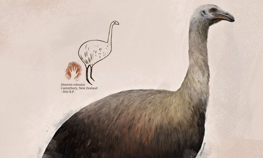 ambiguous_gender beak biped cave_painting feathers feral long_neck scientific_name side_view solo text julio_lacerda avian bird giant_moa moa_(bird) ratite recently_extinct_species south_island_giant_moa 2023 ancient_art english_text hi_res inspired_by_formal_art reference_image shaded soft_shading