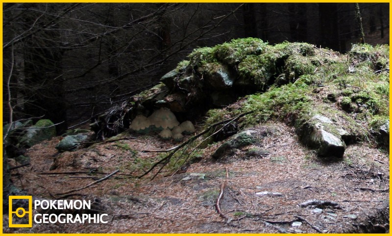 ambiguous_gender border detailed_background forest group nature outside plant tree wood yellow_border izzatakiwa national_geographic nintendo pokemon pokemon_geographic generation_3_pokemon pokemon_(species) shroomish