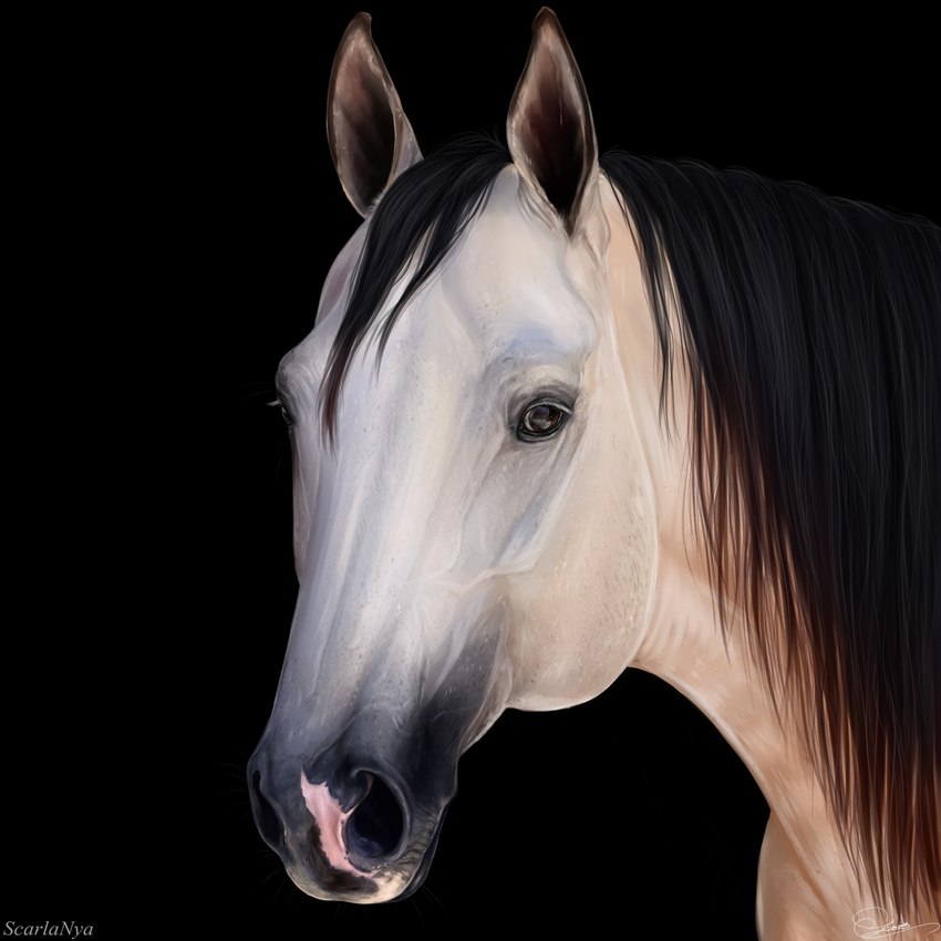 ambiguous_gender black_background black_mane brown_eyes feral glistening glistening_eyes mane mouth_closed simple_background solo white_body scarlanya equid equine horse mammal 1:1 artist_name detailed hi_res signature