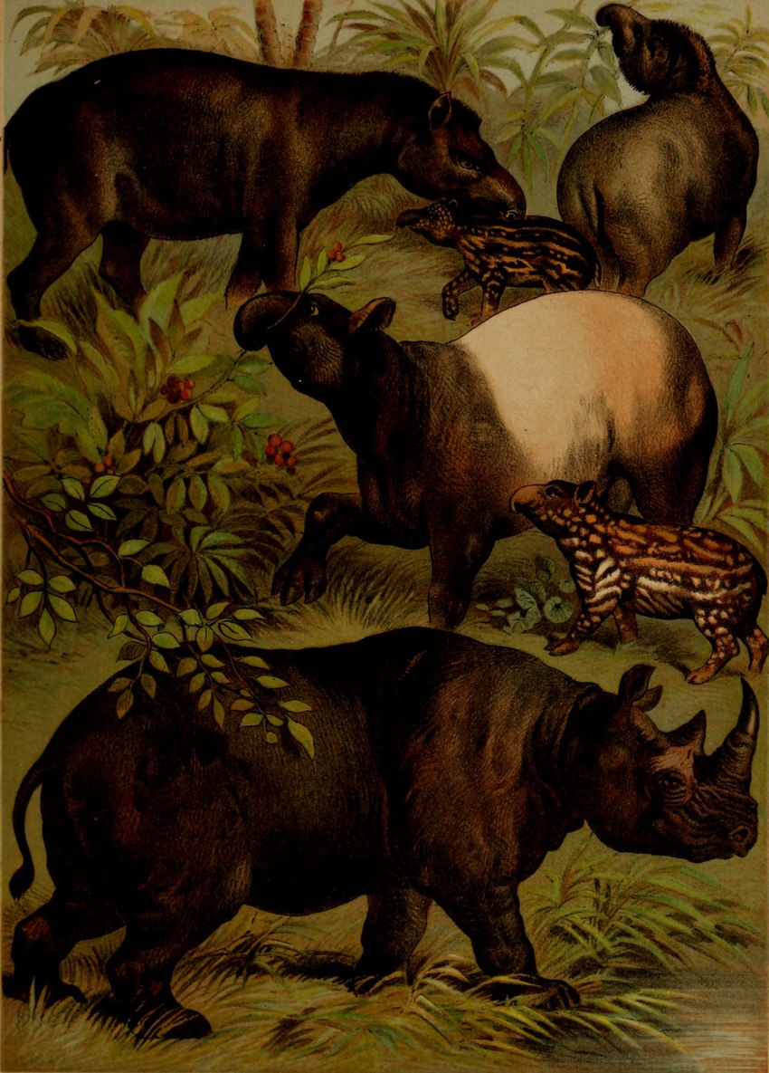 ambiguous_gender feral group horn plant quadruped tail tail_tuft tuft young young_feral hugh_craig public_domain malayan_tapir mammal rhinoceros south_american_tapir tapir 1897 19th_century absurd_res ancient_art hi_res traditional_media_(artwork)