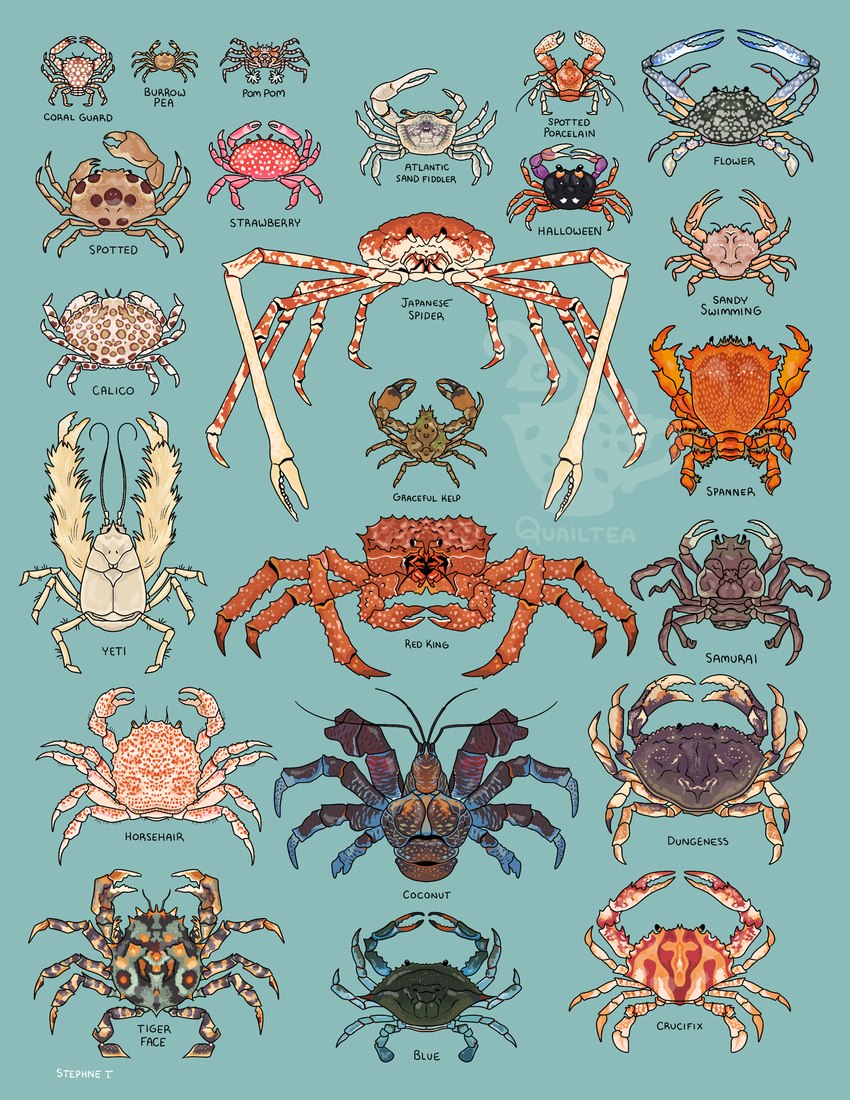 ambiguous_gender antennae_(anatomy) exoskeleton eyestalks feral pincers red_body red_exoskeleton size_difference text quailtea arthropod atlantic_sand_fiddler calico_crab coconut_crab crab crucifix_crab crustacean decapoda dungeness_crab flower_crab hermit_crab horsehair_crab japanese_spider_crab king_crab malacostracan marine pom-pom_crab red_king_crab samurai_crab sand_fiddler spanner_crab spider_crab strawberry_crab yeti_crab english_text hi_res