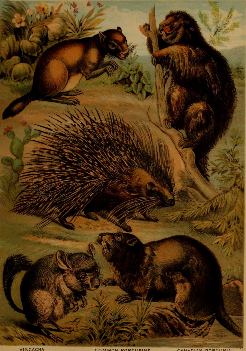 ambiguous_gender brown_body brown_fur buckteeth claws feral fur group paws plant quadruped quills_(anatomy) tail teeth whiskers hugh_craig public_domain chinchilla chinchillid mammal nutria porcupine rodent 1897 19th_century absurd_res ancient_art hi_res traditional_media_(artwork)