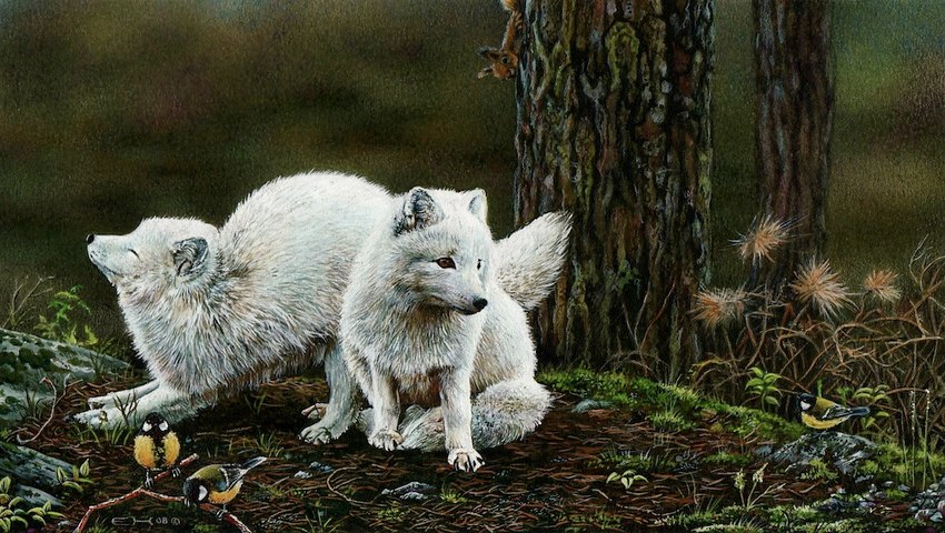 ambiguous_gender black_nose brown_eyes duo feral forest fur outside photorealism plant realistic stretching tree white_body white_fur esthervanhulsen arctic_fox avian bird canid canine eurasian_red_squirrel fox great_tit mammal oscine passerine rodent sciurid tit_(bird) tree_squirrel true_fox gouache_(artwork) painting_(artwork) traditional_media_(artwork) watercolor_(artwork)