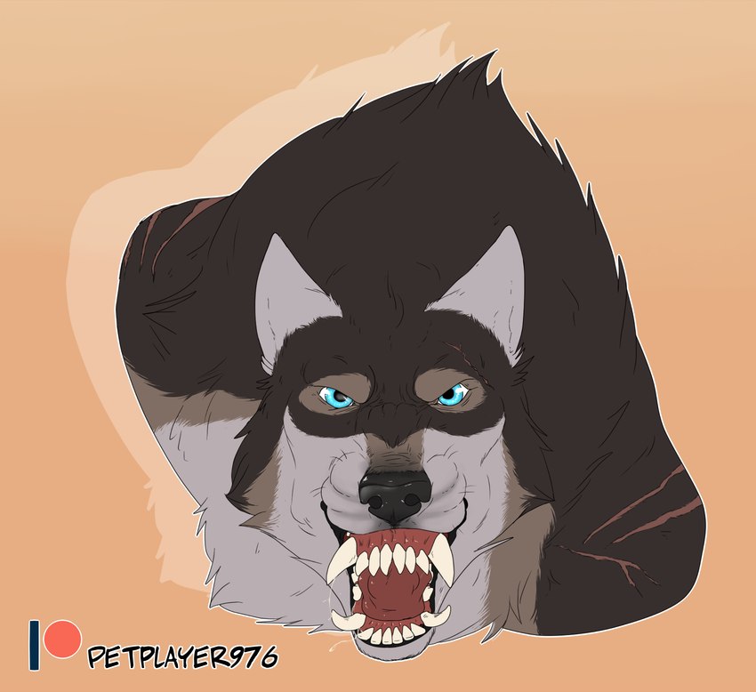 anthro black_nose blue_eyes male scar petplayer976 mythology rakan canid canine mammal mythological_canine mythological_creature werecanid werecanine werecreature werewolf 2022 digital_media_(artwork) hi_res