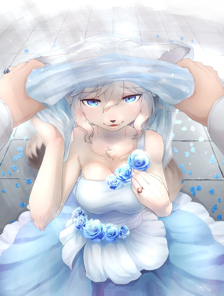 anthro blue_eyes blush breasts claws clothing digit_ring dress duo female finger_claws first_person_view fur hair human_pov jewelry kemono looking_at_another looking_at_viewer ring wedding_dress wedding_ring white_body white_fur white_hair ingi atlus sega unicorn_overlord vanillaware dinah_(unicorn_overlord) canid canine canis fox human mammal 2024 half-length_portrait hi_res portrait shaded signature