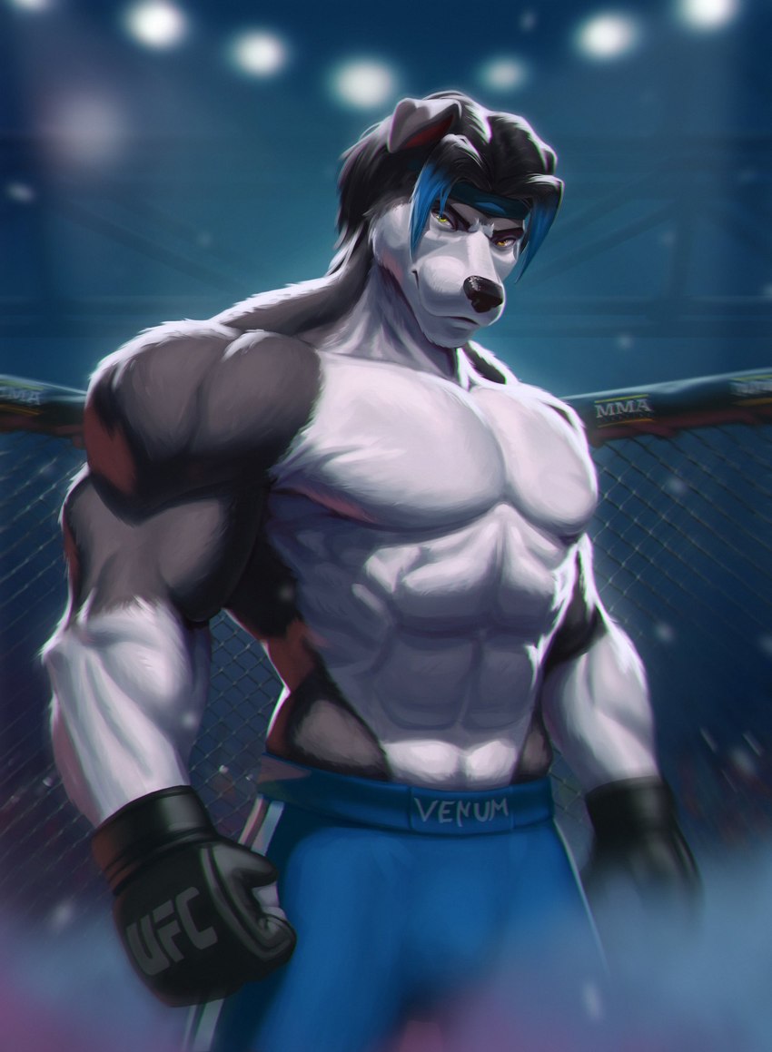 abs anthro dominant dominant_male looking_at_viewer male muscular muscular_male pose serzhvinnik solo sport ufc mason_(trivolmckenley) border_collie canid canine canis collie domestic_dog herding_dog mammal pastoral_dog sheepdog hi_res pinup