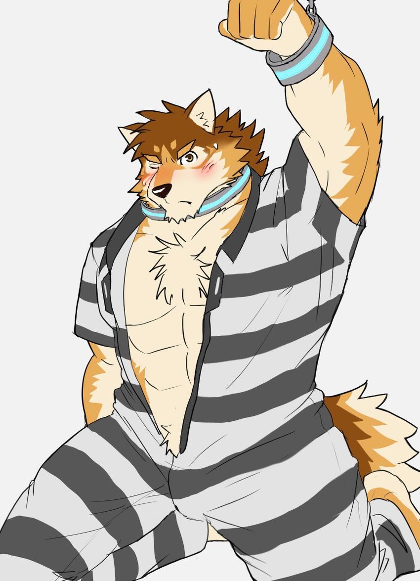 abs anthro blush brown_body brown_fur bulge clothing collar cuff_(restraint) fur handcuffs male metal_cuffs muscular muscular_anthro muscular_male open_jumpsuit pattern_clothing pecs prison_uniform restraints solo striped_clothing stripes nikukyu299paw lifewonders live_a_hero barrel_(live_a_hero) canid canine canis mammal wolf