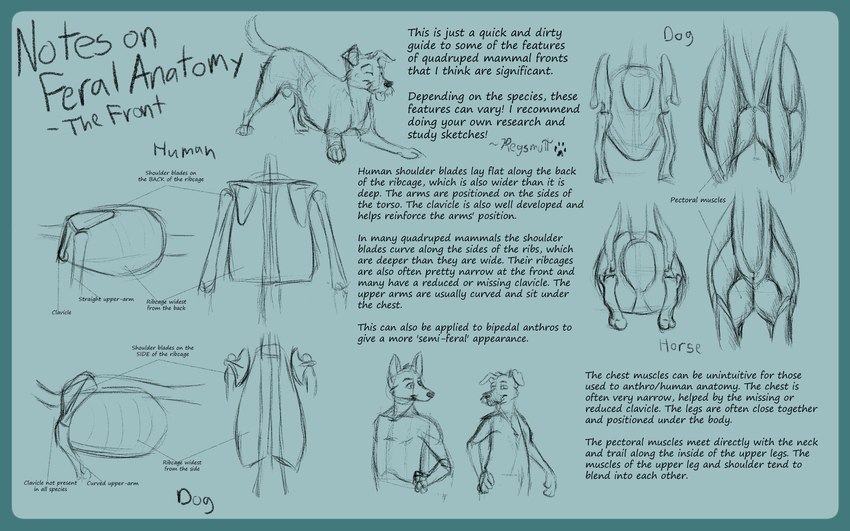 ambiguous_gender anatomical_diagram anatomical_study anatomy animal_genitalia anthro blue_border bone border feral floppy_ears genitals male play_bow_pose pointy_ears prick_ears semi-anthro sheath text tongue tongue_out regsmutt reg_(regsmutt) william_(regsmutt) canid canine canis domestic_dog equid equine german_shepherd herding_dog horse human mammal mixed_breed pastoral_dog 16:10 black_and_blue digital_media_(artwork) english_text hi_res monochrome widescreen