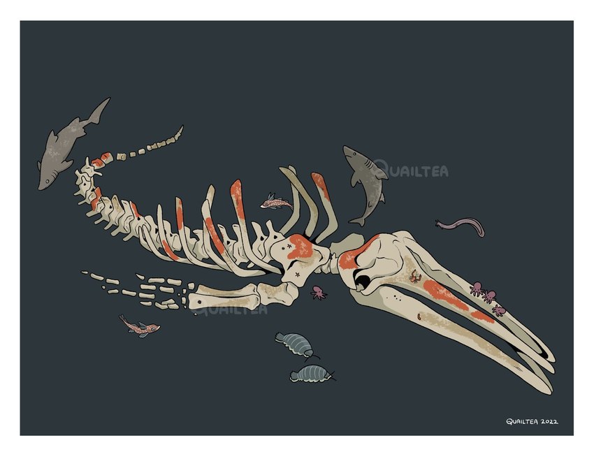 ambiguous_gender antennae_(anatomy) bone border dorsal_fin feral fin gills group skeleton tail tail_fin tentacles whalefall white_border quailtea arthropod cephalopod chimaera_(fish) coleoid crustacean cyclostomata fish giant_isopod hagfish isopoda jawless_fish malacostracan marine mollusk octopodiform octopus shark hi_res