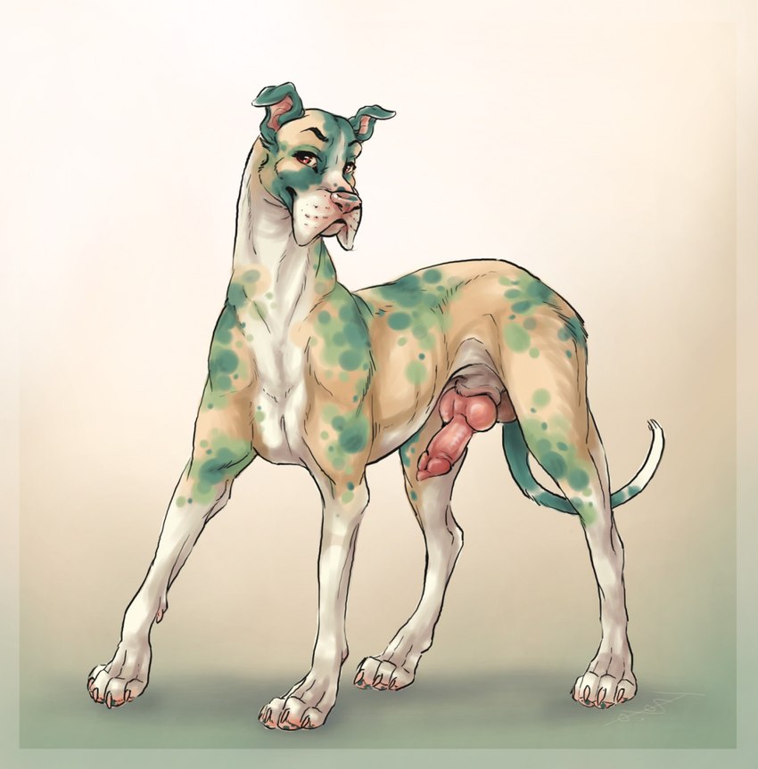 animal_genitalia animal_penis balls canine_genitalia canine_penis erection feral genitals knot male penis simple_background solo spots s00t canid canine canis domestic_dog great_dane mammal mastiff molosser 2021 hi_res