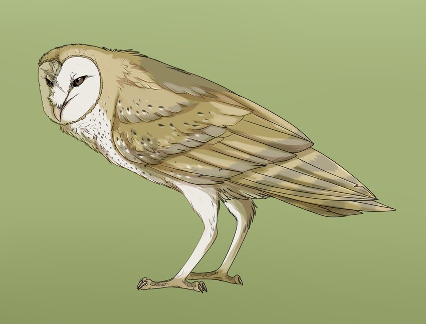 ambiguous_gender beak black_claws brown_eyes claws feathered_wings feathers feral green_background simple_background solo standing tail tail_feathers tan_beak tan_body tan_feathers wings orcavian guardians_of_ga'hoole nyra_(gogh) avian barn_owl bird owl tyto tytonid western_barn_owl digital_drawing_(artwork) digital_media_(artwork) full-length_portrait portrait shaded