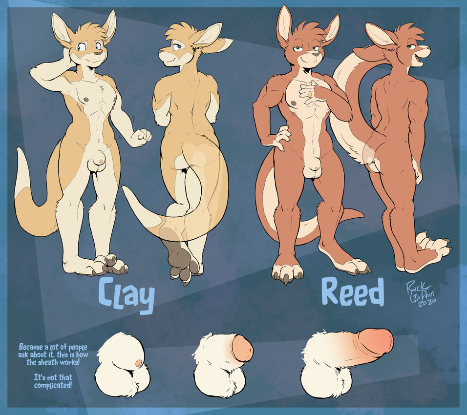 abs animal_genitalia anthro ball_fluff balls becoming_erect blue_eyes digit_ring duo genitals green_eyes humanoid_genitalia humanoid_penis hybrid_genitalia hybrid_penis jewelry male married_couple nipples nude nude_anthro nude_male paws penis ring sheath sheathed_humanoid_penis translucent wedding_ring worried rick_griffin campus_avenue clay_(rick_griffin) reed_(rick_griffin) kangaroo macropod mammal marsupial 2020 hi_res model_sheet