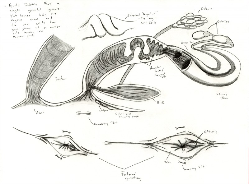 anatomy animal_genitalia animal_pussy annular_folds bladder cetacean_genitalia cetacean_pussy clitoris cross_section fallopian_tubes female gaping gaping_pussy genitals organs ovaries pussy reproductive_anatomy solo species_sheet text the_more_you_know uterus adleisio cetacean dolphin mammal marine oceanic_dolphin orca toothed_whale biological_illustration english_text graphite_(artwork) hi_res model_sheet monochrome technical_illustration traditional_media_(artwork)