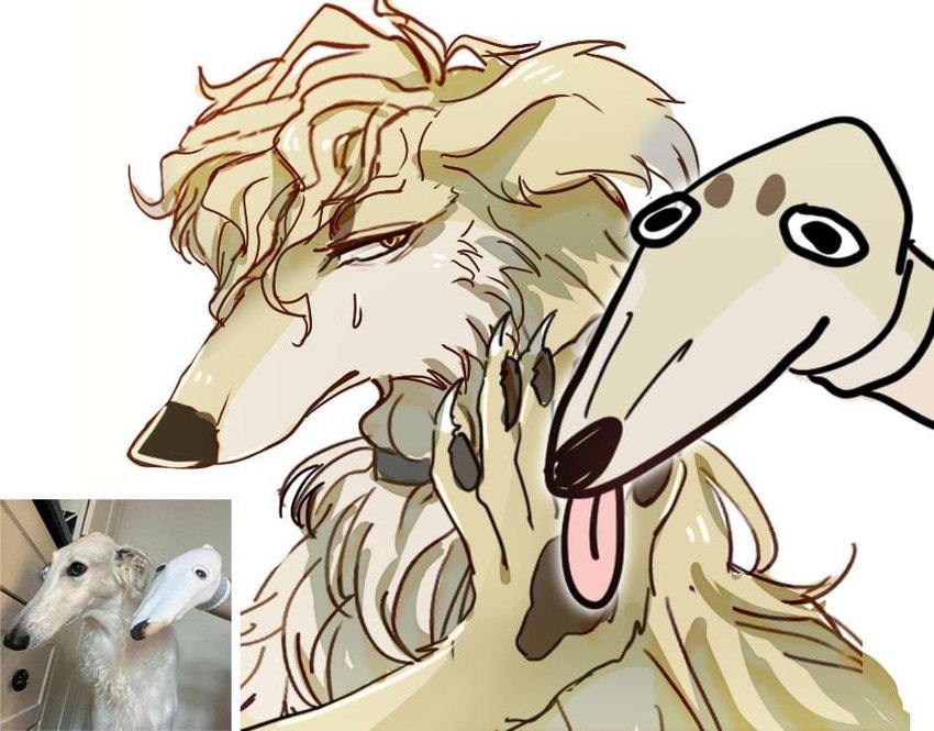 ambiguous_gender black_nose blonde_hair bodily_fluids circle_eyebrows collar duo eyebrows feral fur hair half-closed_eyes humor long_snout narrowed_eyes reference_image reference_photo simple_background snout sock_puppet sweat sweatdrop tan_body tan_fur tongue tongue_out white_background nonoka917 borzoi canid canine canis domestic_dog hunting_dog mammal sighthound 2023 meme redraw