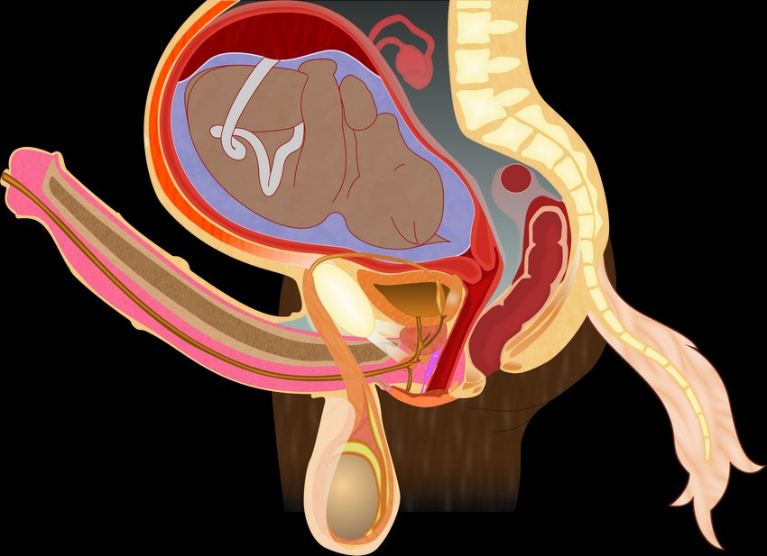 ambiguous_gender amniotic_sac anatomical_diagram anatomy anatomy_chart anatomy_reference animal_genitalia animal_penis anthro anus balls big_balls bladder bone brown_body brown_fur cervix chart cross_section duo equine_genitalia equine_penis erection fallopian_tubes fetus flared_penis fur genitals herm internal internal_anal internal_vaginal intersex maleherm medial_ring organs ovaries penis placenta pregnant pregnant_intersex prostate pussy reproductive_anatomy science_fiction simple_background spine tail transparent_background umbilical_cord urethra uterus vertebrae white_tail fk2169 equid equine horse mammal alpha_channel biological_illustration detailed digital_drawing_(artwork) digital_media_(artwork) hi_res medical_illustration technical_illustration