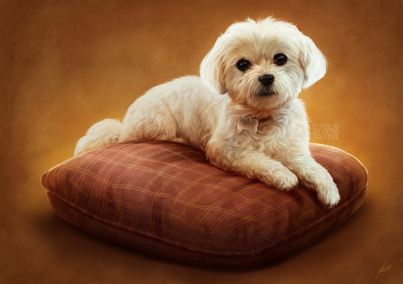 ambiguous_gender black_nose brown_eyes collar collar_tag curled_fur feral fur looking_at_viewer paws photorealism pillow realistic simple_background solo white_body white_fur young young_feral johis canid canine canis domestic_dog maltese mammal toy_dog 2018 digital_media_(artwork)