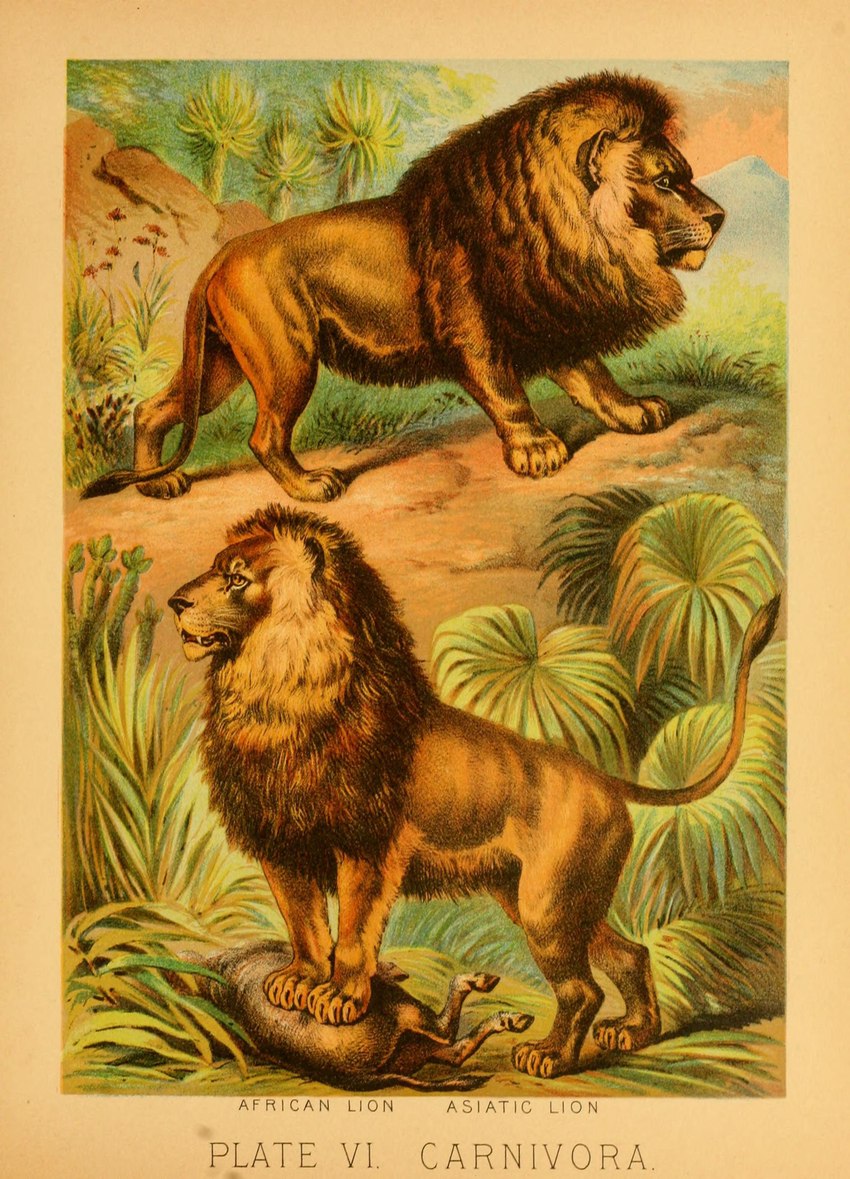 feral fur group male mane paws plant quadruped tail tail_tuft text trio tuft whiskers hugh_craig public_domain felid lion mammal pantherine 1897 19th_century absurd_res ancient_art biological_illustration hi_res technical_illustration traditional_media_(artwork) zoological_illustration