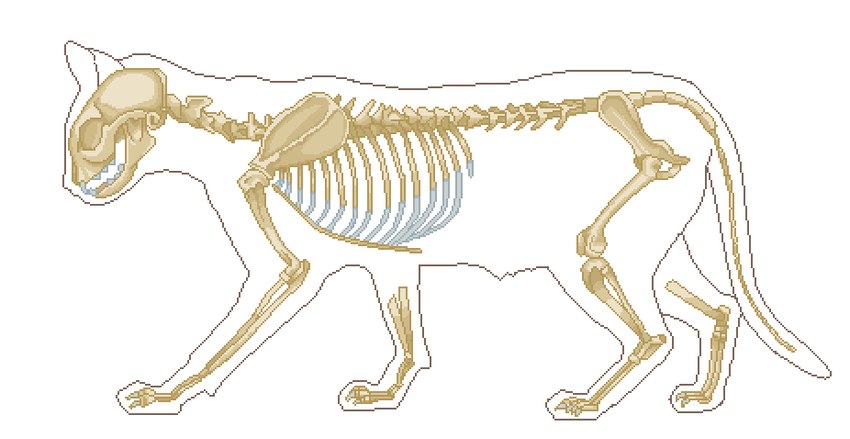 ambiguous_gender anatomy bone feral ribs simple_background skeleton skull solo spine tail teeth translucent translucent_body white_background alunka domestic_cat felid feline felis mammal digital_media_(artwork) pixel_(artwork)