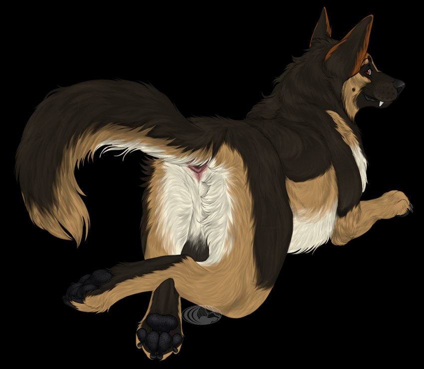 4_toes anatomically_correct anatomically_correct_anus anus backsack balls black_balls black_pawpads brown_body brown_fur butt claws crossed_legs digitigrade fangs feet feral finger_claws fur genitals looking_back lying male on_front pawpads paws perineum quadruped rear_view red_eyes simple_background solo tan_body tan_fur teeth toe_claws toes transparent_background whiskers white_body white_fur aliena-cordis north_shepherd canid canine canis domestic_dog german_shepherd herding_dog mammal pastoral_dog 2022 alpha_channel digital_media_(artwork)