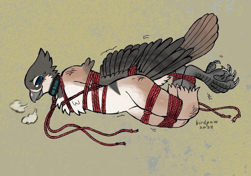 ambiguous_gender anthro arms_tied avian_feet bdsm beak black_collar blue_eyes bondage bound breath brown_body brown_feathers chest_tuft collar countershading feathers feet grey_beak grey_legs grey_talons legs_tied red_rope restraints rope rope_bondage smile solo talons text text_on_collar toes tuft white_body white_countershading winged_arms wings wings_tied birdpaw_(artist) winter_(canadabirdie) avian bird 2024 full-length_portrait hi_res portrait