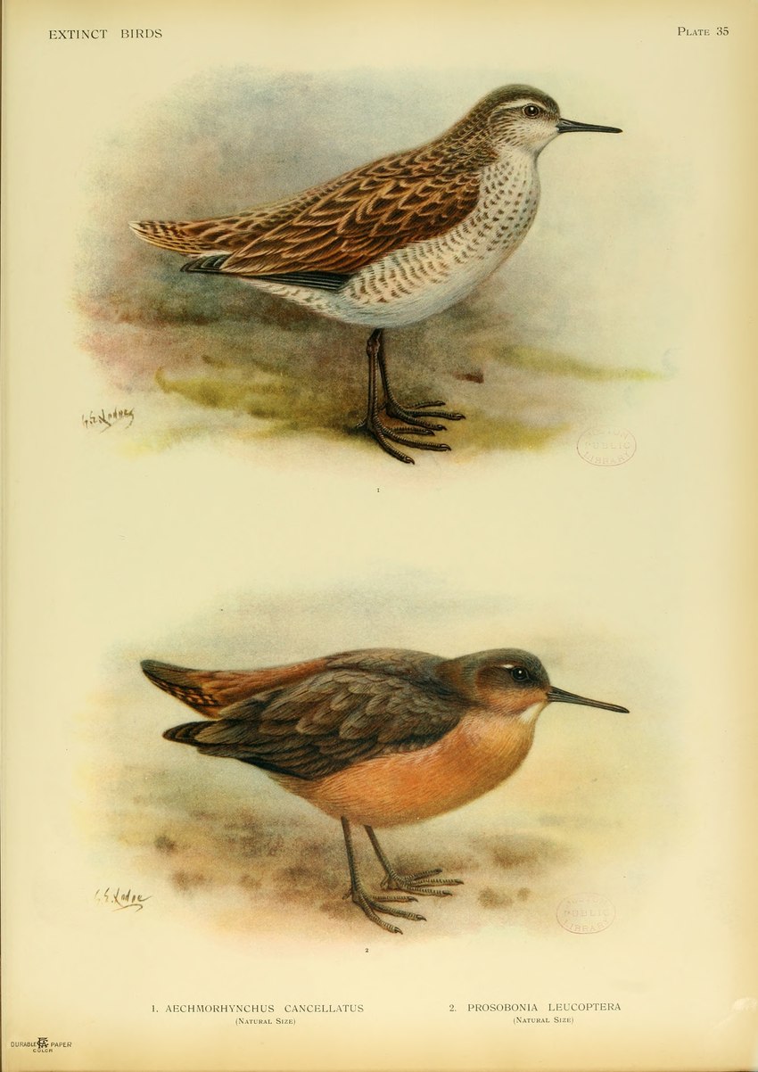 ambiguous_gender beak brown_body brown_feathers duo feathers feet feral standing text toes white_body white_feathers wings george_edward_lodge public_domain avian bird kiritimati_sandpiper recently_extinct_species sandpiper shorebird tahitian_sandpiper 1907 20th_century absurd_res ancient_art biological_illustration english_text hi_res signature technical_illustration traditional_media_(artwork) zoological_illustration