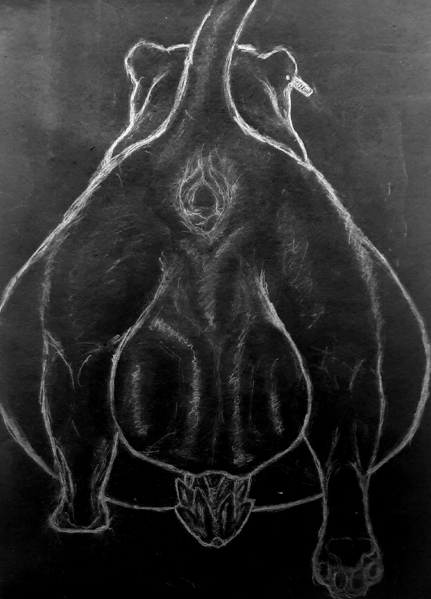 anus balls belly belly_overhang big_belly black_balls black_body black_fur bloated butt ear_piercing ear_tag feral fur gaped gaping gaping_anus genitals hairless_balls heavy_balls huge_belly hyper male muscular muscular_male open_anus penile_spines penis piercing pregnant pregnant_feral pregnant_male presenting presenting_anus presenting_hindquarters solo vore rhymald rhymald_(rhymald) felid mammal pantherine tiger graphite_(artwork) hi_res monochrome traditional_media_(artwork)