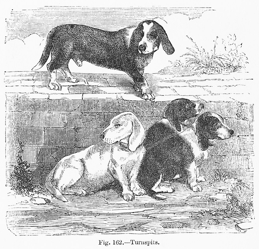 animal_genitalia feral floppy_ears genitals group male paws plant quadruped sheath tail albin_mesnel alphonse_de_neuville edouard_riou edward_blyth public_domain canid canine canis domestic_dog extinct_breed mammal turnspit_dog 1870 19th_century ancient_art hi_res monochrome traditional_media_(artwork)