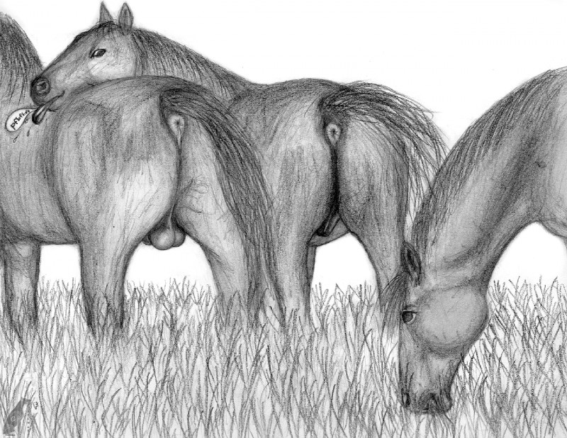 animal_genitalia anus balls butt equine_anus eunuch fart_joke feral genitals group male presenting presenting_hindquarters puffy_anus raised_tail realistic_feral rear_view surprise tail darkmare equid equine horse mammal graphite_(artwork) greyscale monochrome pencil_(artwork) traditional_media_(artwork)