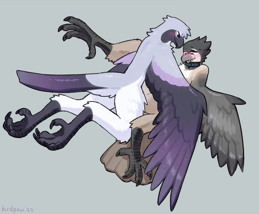 anthro beak black_body black_claws black_collar black_feathers black_talons blush brown_tail claws collar collar_only duo feathers feet grey_beak grey_body grey_feathers grey_wings head_tuft leg_tuft looking_at_another male male/male multicolored_body multicolored_feathers nude purple_body purple_feathers purple_tail purple_wings spread_legs spreading tail talons toe_claws toes tuft white_body white_feathers winged_arms wings birdpaw_(artist) birdpathy winter_(canadabirdie) avian bird black-capped_chickadee chickadee oscine passerine shrike tit_(bird) 2022 digital_media_(artwork) hi_res