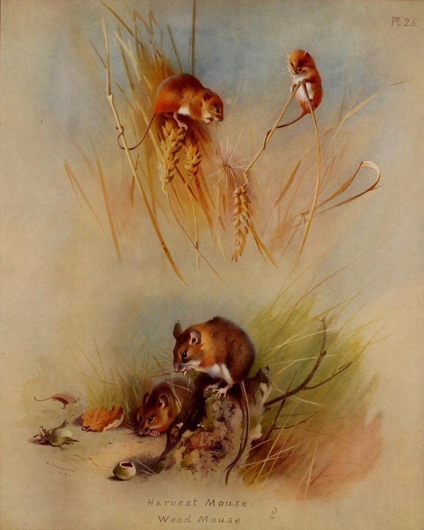 ambiguous_gender beady_eyes brown_body brown_fur climbing duo feral fur grass leaf multicolored_body multicolored_fur outside plant quadruped text two_tone_body two_tone_fur whiskers white_body white_fur archibald_thorburn public_domain eurasian_harvest_mouse mammal murid murine rodent wood_mouse 1919 20th_century 4:5 ancient_art biological_illustration english_text hi_res multiple_images species_name technical_illustration traditional_media_(artwork) zoological_illustration