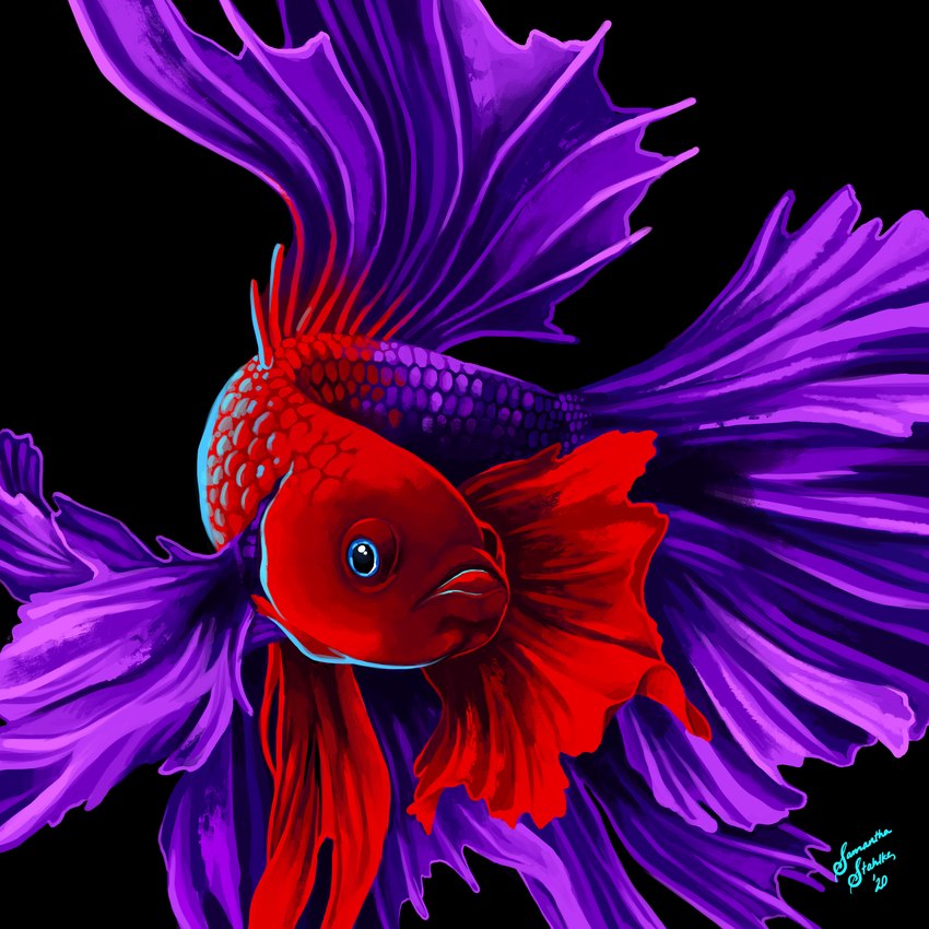 ambiguous_gender black_background blue_eyes feral purple_body purple_scales red_body red_scales scales simple_background solo charlatan-of-doom betta_(genus) fish gourami marine siamese_fighting_fish 1:1 absurd_res hi_res