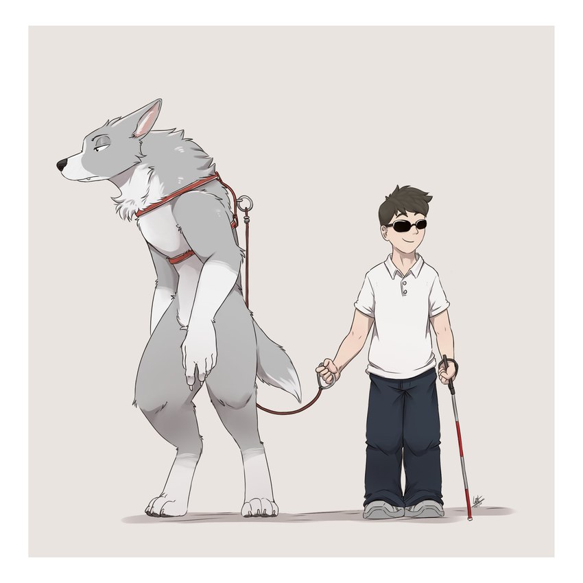 5_fingers anthro biped blind border bottomwear claws clothed clothing countershade_fur countershade_torso countershading digitigrade dipstick_tail disability duo eyebrows eyewear fingers fur grey_body grey_fur hair male markings pants paws service_animal service_dog_harness shirt sunglasses tail tail_markings topwear white_border white_cane louart canid canine human mammal 1:1 2024 absurd_res hi_res