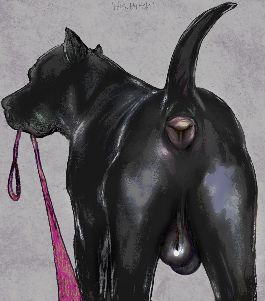 anus balls black_balls black_body black_fur butt cropped_ears feral first_person_view fur genitals glistening glistening_balls glistening_genitalia leash leashed_pov male muscular muscular_male pink_leash presenting presenting_anus presenting_hindquarters raised_tail saggy_balls solo tail darkmare canid canine canis domestic_dog mammal pit_bull