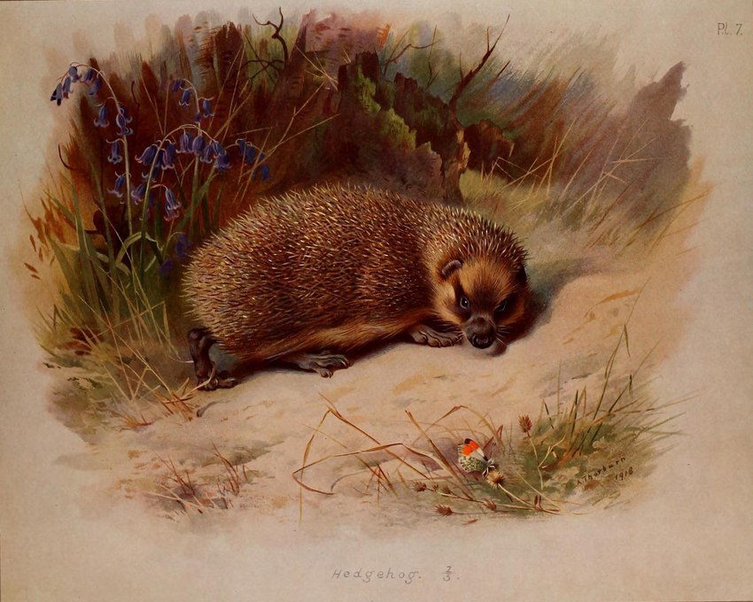 ambiguous_gender beady_eyes brown_body brown_fur feral fur looking_at_viewer no_sclera nude outside plant quadruped solo spines text archibald_thorburn public_domain ambient_arthropod ambient_insect arthropod eulipotyphlan hedgehog insect mammal 1918 20th_century 5:4 ancient_art biological_illustration english_text hi_res signature technical_illustration traditional_media_(artwork) zoological_illustration