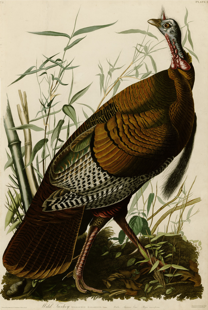 public domain created by john james audubon