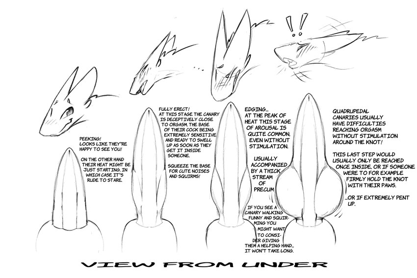 animal_genitalia animal_penis becoming_erect blush canine_genitalia canine_penis emotion_chart exclamation_point feral genitals in_heat knot knot_swelling knotted_penis knotted_tapering_penis looking_pleasured male penis sheath solo tapering_penis text unsheathing fiaskers joel_(fiaskers) canary_(fiaskers) 3:2 english_text hi_res model_sheet monochrome