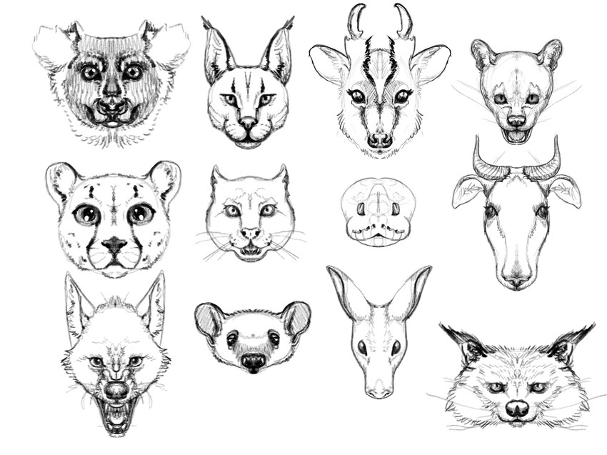 collection drawing feral paper realistic study cashmerekangaroo aardvark anteater binturong bovid canid canine canis caprine cheetah coyote felid feline lemur mammal pilosan primate reptile scalie snake strepsirrhine takin viverrid xenarthran digital_media_(artwork) graphite_(artwork) greyscale hi_res monochrome sketch sketch_page traditional_media_(artwork)