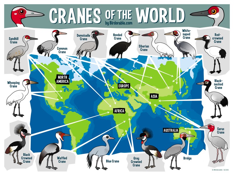 ambiguous_gender avian_caruncle beak black_body black_eyes black_feathers black_markings blue_sclera border brown_beak brown_body brown_feathers brown_markings brown_sclera brown_skin dewlap_(anatomy) feathers feral grey_beak grey_body grey_feathers grey_skin map markings multicolored_body multicolored_feathers on_one_leg orange_sclera pink_body pink_skin red_body red_feathers red_markings red_sclera red_skin solo standing tan_beak tan_markings text toony wattle white_body white_border white_feathers white_markings yellow_body yellow_feathers yellow_sclera unknown_artist birdorable antigone_(genus) avian bird black-necked_crane black_crowned_crane blue_crane brolga common_crane crane_(bird) crowned_crane demoiselle_crane grey_crowned_crane gruiform grus_(genus) hooded_crane red-crowned_crane sandhill_crane sarus_crane siberian_crane wattled_crane white-naped_crane whooping_crane 4:3 english_text hi_res multiple_images url
