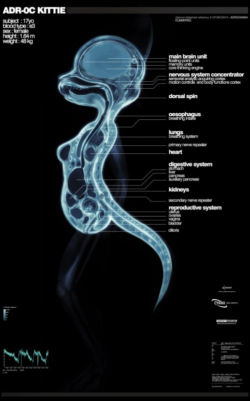 adolescent anatomy anthro bone cross_section female internal pelvis pregnant pregnant_female radiograph ribs skull solo spine tail text the_more_you_know thin_calves thin_legs thin_thighs young darkdoomer domestic_cat felid feline felis mammal 5:8 biological_illustration english_text hi_res medical_illustration meme technical_illustration