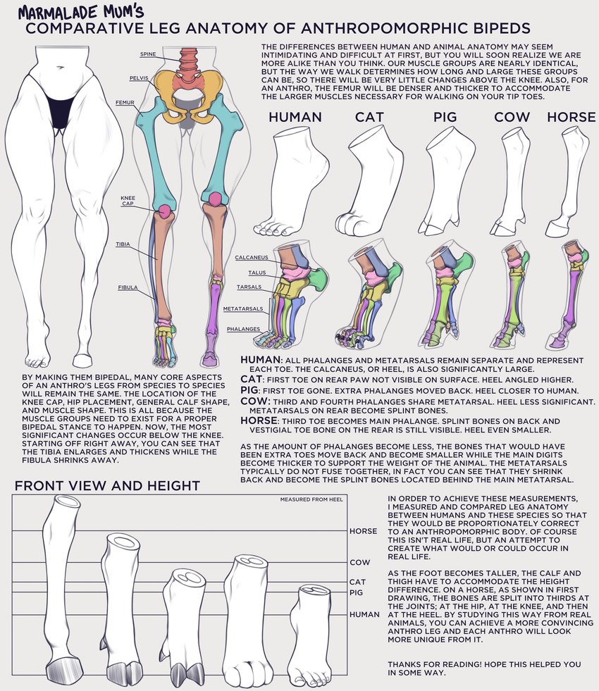 4_toes 5_toes anatomy anthro biped bone clothed clothing digitigrade educational feet female hooves how-to humanoid_feet paws plantigrade skeleton solo text the_more_you_know toes underwear underwear_only unguligrade marmalademum bovid bovine cattle domestic_cat domestic_pig equid equine felid feline felis horse human mammal suid suine sus_(pig) 2022 absurd_res english_text hi_res model_sheet