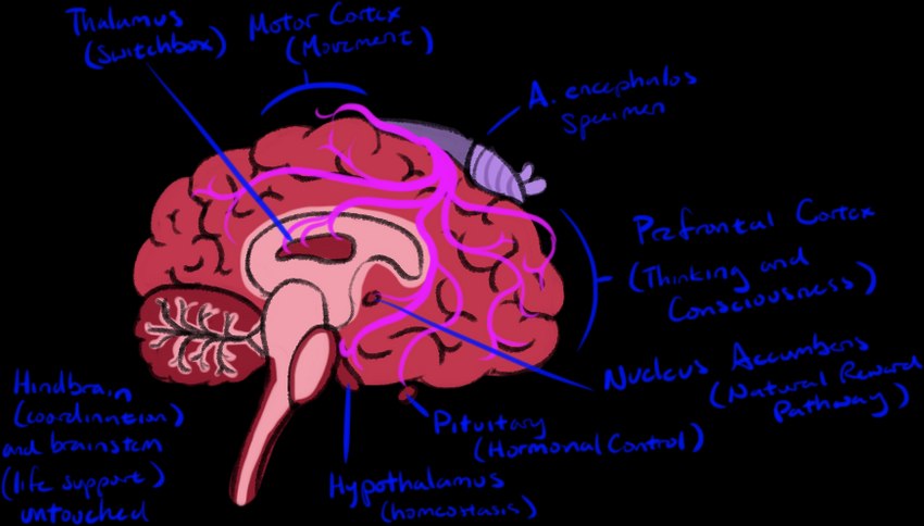 ambiguous_gender brain cutaway mind_control neurophilia organs solo tentacles text x-ray_view g472y arion_encephalos gastropod mollusk slug alpha_channel biological_illustration handwritten_text medical_illustration technical_illustration