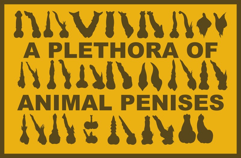 a plethora of penises created by kaiza teira